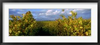 Framed Low angle view of vineyard and windmill, Napa Valley, California, USA