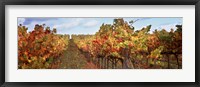 Framed Autumn in a vineyard, Napa Valley, California, USA