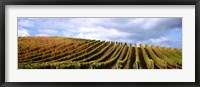 Framed Rows of vines with leaves, Napa Valley, California, USA