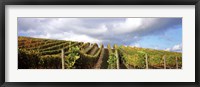 Framed Cloudy skies over a vineyard, Napa Valley, California, USA