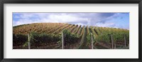 Framed Vines shedding their leaves, Napa Valley, California, USA