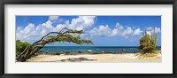 Framed Divi divi tree (Caesalpinia Coriaria) at the coast, Aruba
