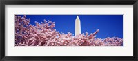 Framed Washington Monument and cherry blossoms, Washington DC