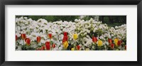 Framed Flowers in a garden, Sherwood Gardens, Baltimore, Maryland, USA