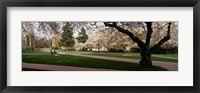 Framed Cherry trees in the quad of a university, University of Washington, Seattle, Washington State