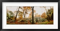 Framed Trees in a park, Central Park, Manhattan, New York City, New York State, USA