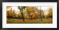 Framed Shedding trees, Central Park, Manhattan, New York City, New York State, USA