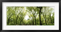 Framed Central Park in the spring time, New York City