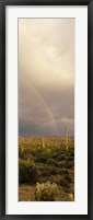 Framed Teddy-Bear Cholla and Saguaro cacti on a landscape, Sonoran Desert, Phoenix, Arizona, USA