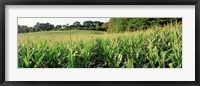 Framed Cornfield, Baltimore County, Maryland, USA