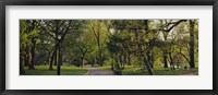 Framed Trees In A Park, Central Park, NYC, New York City, New York State, USA