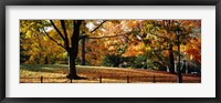 Framed Trees in a forest, Central Park, Manhattan, New York City, New York, USA