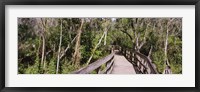 Framed Boardwalk passing through a forest, Lettuce Lake Park, Tampa, Hillsborough County, Florida, USA