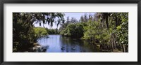 Framed River passing through a forest, Hillsborough River, Lettuce Lake Park, Tampa, Hillsborough County, Florida, USA