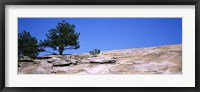 Framed Trees on a mountain, Stone Mountain, Atlanta, Fulton County, Georgia