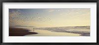 Framed Flock of seagulls flying above a woman on the beach, San Francisco, California, USA