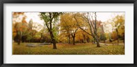 Framed Shedding trees, Central Park, Manhattan, New York City, New York State, USA