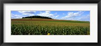 Framed Field Of Corn With Tractor In Distance, Carroll County, Maryland, USA