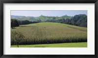 Framed Switzerland, Canton Zug, Panoramic view of Cornfields