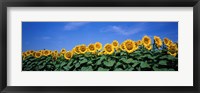 Framed Field Of Sunflowers, Bogue, Kansas, USA