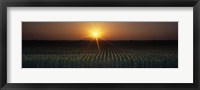 Framed Sunrise, Crops, Farm, Sacramento, California, USA