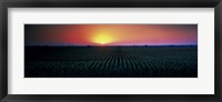 Framed Corn field at sunrise Sacramento Co CA USA