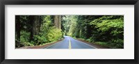 Framed Road passing through a forest, Prairie Creek Redwoods State Park, California, USA