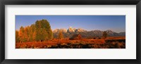 Framed Landscape in Grand Teton National Park WY