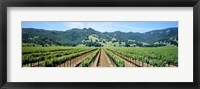 Framed Napa Valley Vineyards Hopland, CA