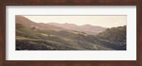 Framed High angle view of a vineyard in a valley, Sonoma, Sonoma County, California, USA