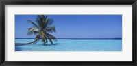 Framed Palm tree in the sea, Maldives