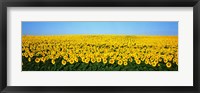 Framed Sunflower Field, North Dakota, USA