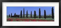 Framed Field Of Poppies And Cypresses In A Row, Tuscany, Italy