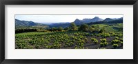 Framed Vineyard Dentelles de Montmirail Vaucluse Provence France