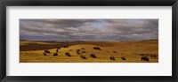 Framed High angle view of buffaloes grazing on a landscape, North Dakota, USA