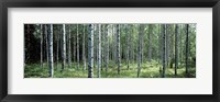 Framed White Birches Aulanko National Park Finland