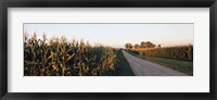 Framed Dirt road passing through fields, Illinois, USA