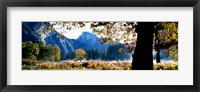 Framed Half Dome, Yosemite National Park, California, USA