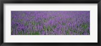 Framed Field Of Lavender, Hokkaido, Japan