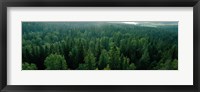 Framed Finland, Aulanko, Scandinavian Forest