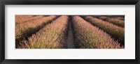 Framed Rows Lavender Field, Pays De Sault Provence, France
