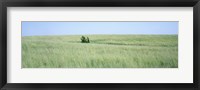 Framed Grass on a field, Prairie Grass, Iowa, USA