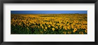 Framed Field of Sunflowers ND USA