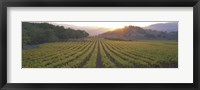 Framed Sunset, Vineyard, Napa Valley, California, USA