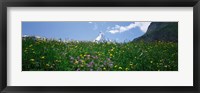 Framed Wild Flowers, Matterhorn Switzerland