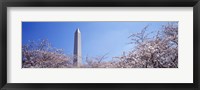 Framed Washington Monument behind cherry blossom trees, Washington DC, USA