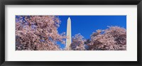 Framed Cherry Blossoms Washington Monument