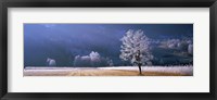 Framed Trees With Frost, Franstanz, Tyrol, Austria
