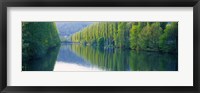 Framed Poplar Trees On River Aare, Near Canton Aargau, Switzerland