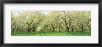 Framed Rows Of Cherry Tress In An Orchard, Minnesota, USA